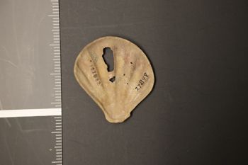 Media type: image;   Malacology 27849 Description: Digital documentation photo of dry specimen;
